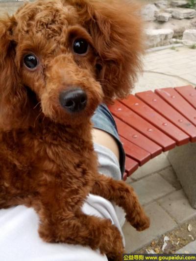 东省济宁市洸河路仙营绿地附近走失一只名叫豆豆大长腿泰迪，它是一只非常可爱的宠物狗狗，希望它早日回家，不要变成流浪狗。