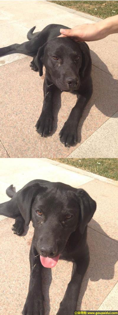 北京找狗，京市朝阳区高碑店丢失一只名叫黑豆黑色雄性拉布拉多，它是一只非常可爱的宠物狗狗，希望它早日回家，不要变成流浪狗。