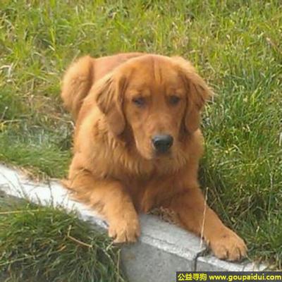 拉萨丢狗，藏拉萨市金珠西路格桑林卡小区附近丢失名叫贝贝雄性金毛犬，它是一只非常可爱的宠物狗狗，希望它早日回家，不要变成流浪狗。