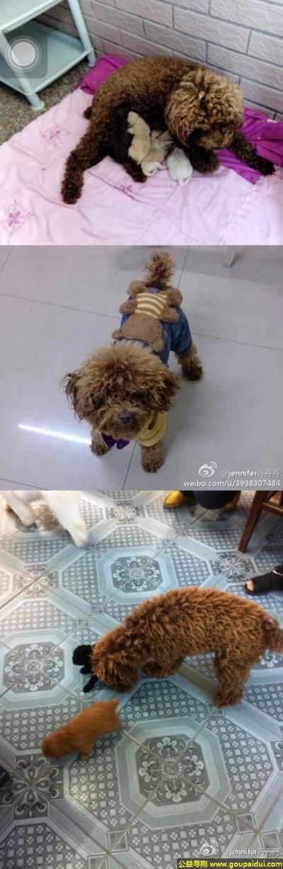 【盐城找狗】，苏省东台市安丰镇丢失一只名为妮妮的泰迪狗，它是一只非常可爱的宠物狗狗，希望它早日回家，不要变成流浪狗。