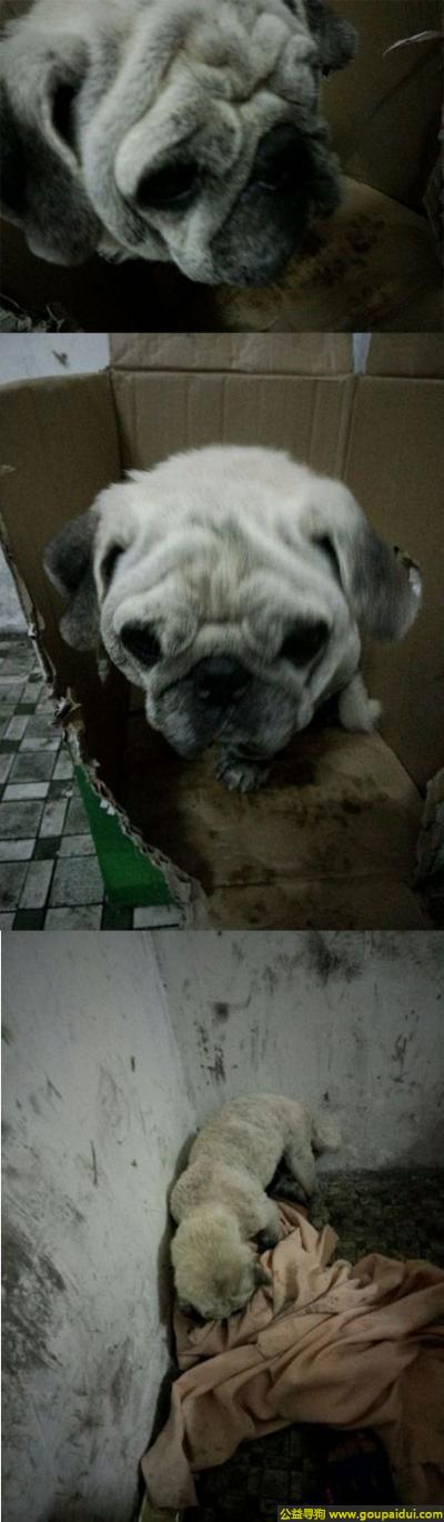 广州寻狗启示，东省广州市黄埔区茅岗站捡到一只右眼有点伤的巴哥狗，它是一只非常可爱的宠物狗狗，希望它早日回家，不要变成流浪狗。