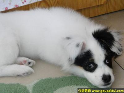 【济宁找狗】，东省济宁邹城市丢失一只四个月大的白色公狗，它是一只非常可爱的宠物狗狗，希望它早日回家，不要变成流浪狗。