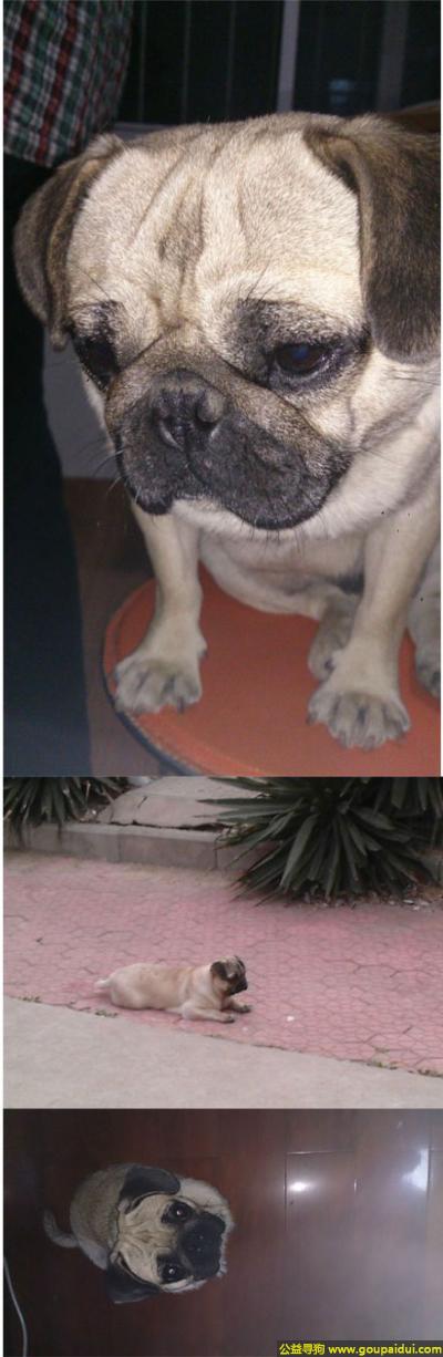 【连云港找狗】，苏连云港东海县丢失一只不到2岁雌性巴哥狗，它是一只非常可爱的宠物狗狗，希望它早日回家，不要变成流浪狗。