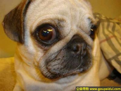【长春找狗】，林省长春市胜利公园南门附近丢失一只名叫豆豆的狗狗，它是一只非常可爱的宠物狗狗，希望它早日回家，不要变成流浪狗。