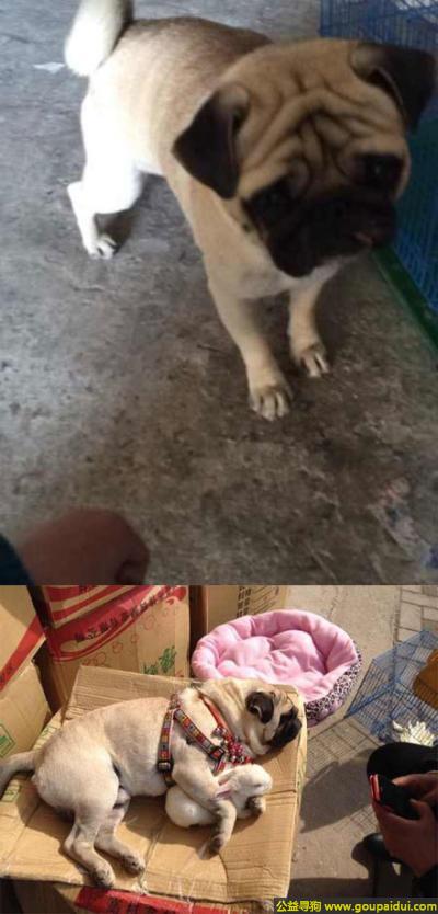 亳州寻狗启示，徽省亳州市谯城区丢失一只右腿上有伤的狗狗，它是一只非常可爱的宠物狗狗，希望它早日回家，不要变成流浪狗。