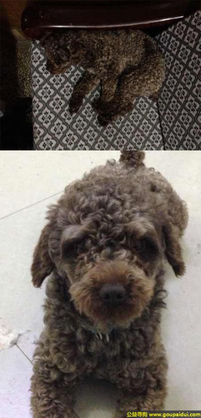 【岳阳找狗】，南省岳阳市步行街市政公司丢失一只名叫溜溜的狗狗，它是一只非常可爱的宠物狗狗，希望它早日回家，不要变成流浪狗。