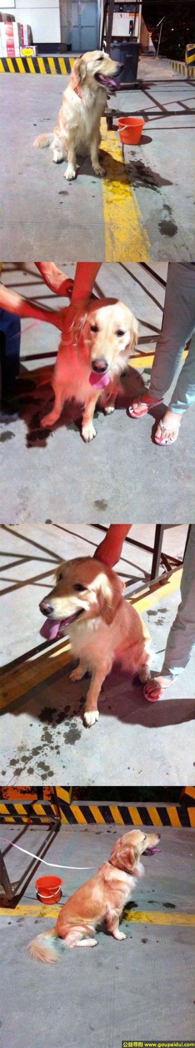 捡到狗，西省西安市绕城高速中石油加油站捡到有一只走失的金毛小姐，它是一只非常可爱的宠物狗狗，希望它早日回家，不要变成流浪狗。