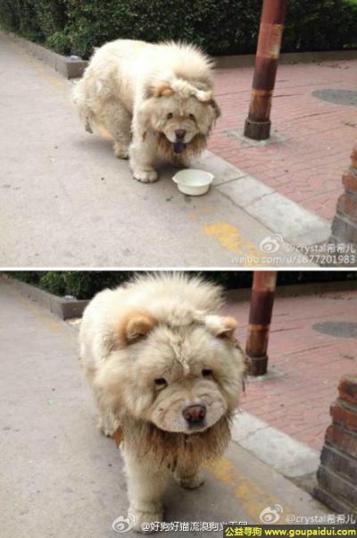【北京捡到狗】，京市丰台区方庄紫方园一区附近有只流浪狗，它是一只非常可爱的宠物狗狗，希望它早日回家，不要变成流浪狗。