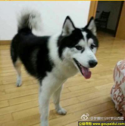 哈尔滨找狗，龙江省哈尔滨市松北区寻狗锦绣家园走失爱犬哈士奇，它是一只非常可爱的宠物狗狗，希望它早日回家，不要变成流浪狗。