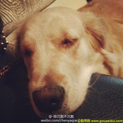 【毕节找狗】，州省毕节市金沙县紫金街寻狗，它是一只非常可爱的宠物狗狗，希望它早日回家，不要变成流浪狗。