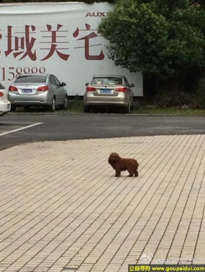 捡到宠物，江省宁波市鄞州区它山堰路明州医院附近发现一只流浪狗，它是一只非常可爱的宠物狗狗，希望它早日回家，不要变成流浪狗。