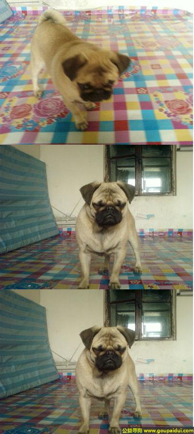 哈尔滨寻狗网，龙江省哈尔滨市寻狗名叫小胖的雄性巴哥，它是一只非常可爱的宠物狗狗，希望它早日回家，不要变成流浪狗。