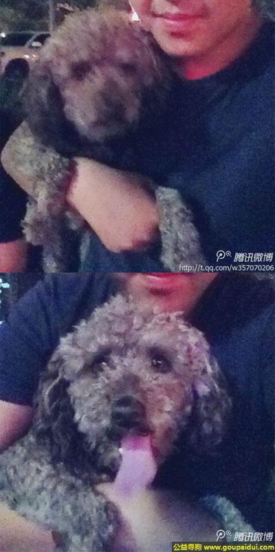北京寻狗启示，京市朝阳区寻狗名叫哈利，它是一只非常可爱的宠物狗狗，希望它早日回家，不要变成流浪狗。