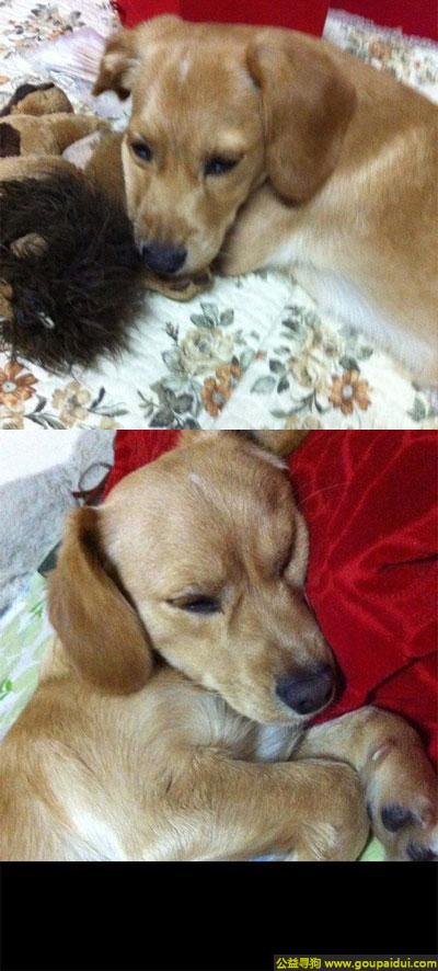 【北京找狗】，京市海淀区寻狗北沙滩桥西小月河边丢失名叫Micheal黄色狗狗，它是一只非常可爱的宠物狗狗，希望它早日回家，不要变成流浪狗。