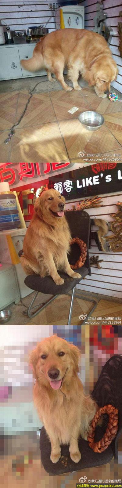 寻找金毛，南省昆明市五华区寻狗正义坊购物中心附近丢失名叫哈里金毛狗，它是一只非常可爱的宠物狗狗，希望它早日回家，不要变成流浪狗。