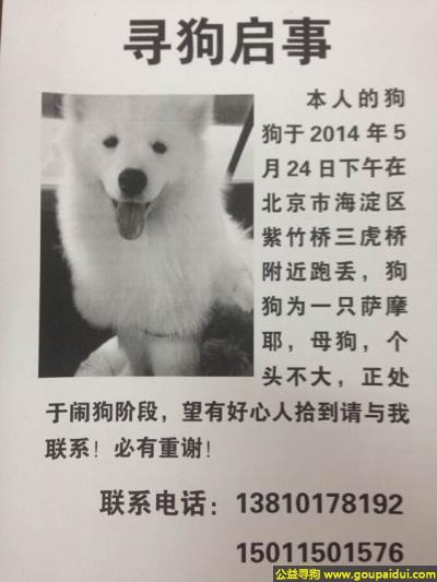 【北京找狗】，京市海淀区紫竹桥三虎桥寻狗名叫嬛嬛个头不大雌性萨摩耶，它是一只非常可爱的宠物狗狗，希望它早日回家，不要变成流浪狗。