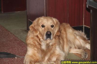 阳泉找狗，西省阳泉市寻狗泉中路康复医院附近走丢名叫来福三岁金毛，它是一只非常可爱的宠物狗狗，希望它早日回家，不要变成流浪狗。