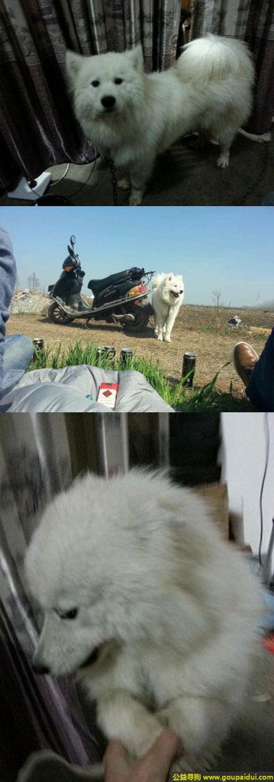 【驻马店找狗】，南省驻马店市新蔡县寻狗白色萨摩耶，它是一只非常可爱的宠物狗狗，希望它早日回家，不要变成流浪狗。