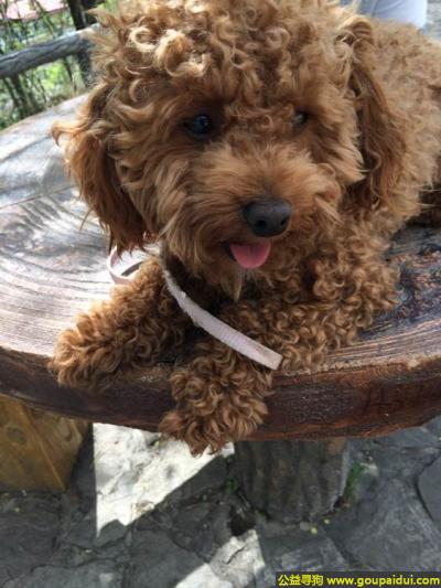 大兴安岭寻狗网，龙江省加格达奇区寻狗西峰苑小区丢失棕色泰迪公狗，它是一只非常可爱的宠物狗狗，希望它早日回家，不要变成流浪狗。