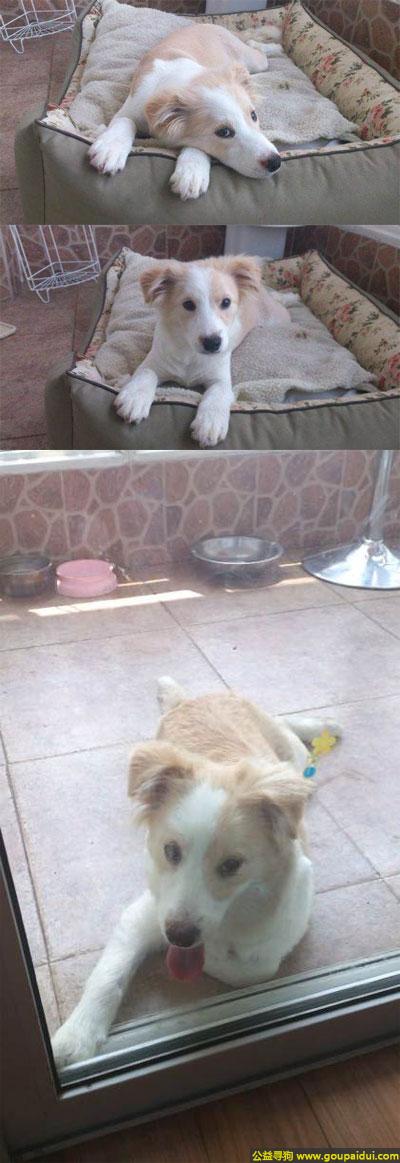 蚌埠找狗，徽省蚌埠市蚌山区南山路寻狗名叫馒头金色边境牧羊犬，它是一只非常可爱的宠物狗狗，希望它早日回家，不要变成流浪狗。
