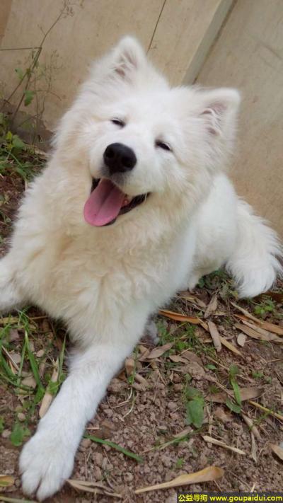 新乡丢狗，南省新乡市红旗区寻狗乔榭附近丢失一只白色萨摩耶，它是一只非常可爱的宠物狗狗，希望它早日回家，不要变成流浪狗。