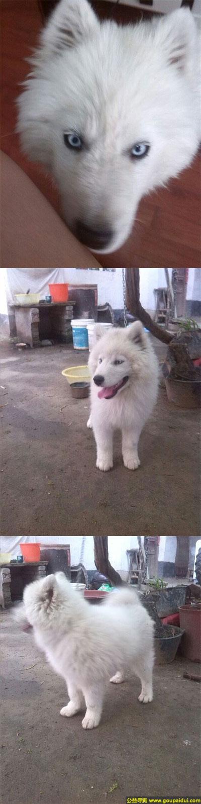 【南阳找狗】，南省南阳市师范学院寻狗白色的毛毛狗脖子里有一个红绳，它是一只非常可爱的宠物狗狗，希望它早日回家，不要变成流浪狗。