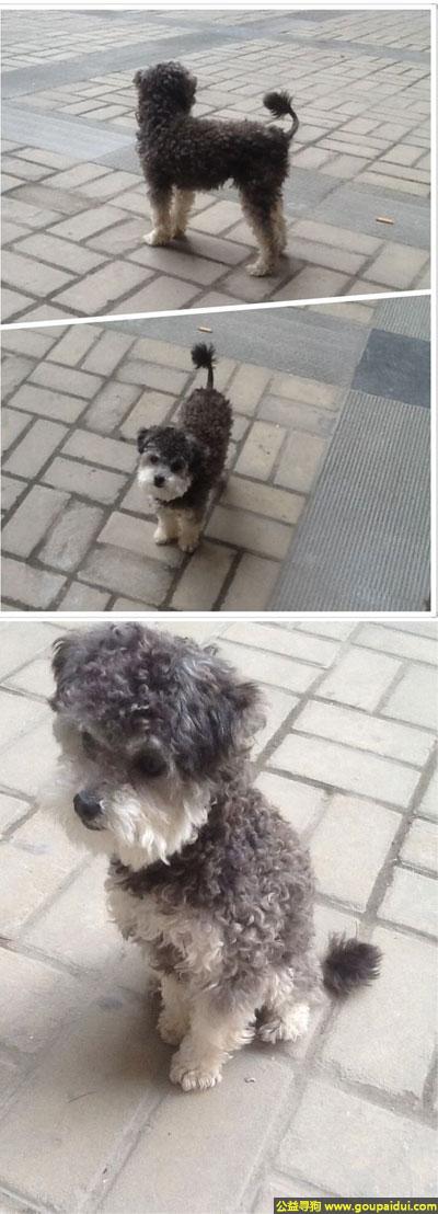 【西安找狗】，西省西安市未央区寻狗凤城五路丢失泰迪雪纳瑞串狗，它是一只非常可爱的宠物狗狗，希望它早日回家，不要变成流浪狗。