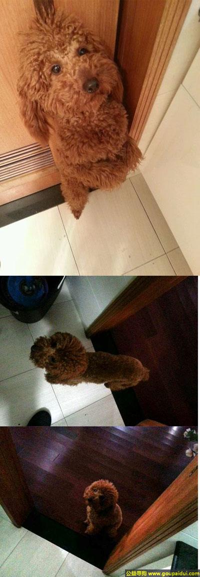 宁波找狗，江省宁波市寻狗2014年5月30日下午丢失长相很萌金色泰迪，它是一只非常可爱的宠物狗狗，希望它早日回家，不要变成流浪狗。
