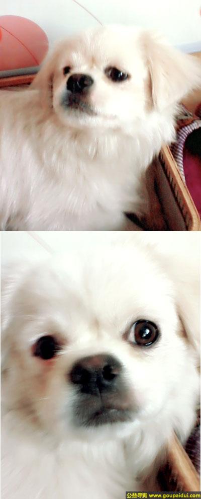 【潍坊找狗】，东省潍坊市潍城区寻狗安顺小区附近丢失一只白色的狗狗，它是一只非常可爱的宠物狗狗，希望它早日回家，不要变成流浪狗。