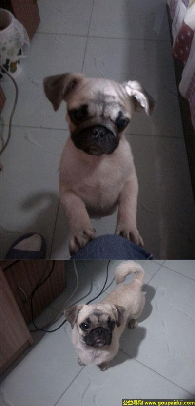 【南充找狗】，川省南充市寻狗名叫丑丑，它是一只非常可爱的宠物狗狗，希望它早日回家，不要变成流浪狗。