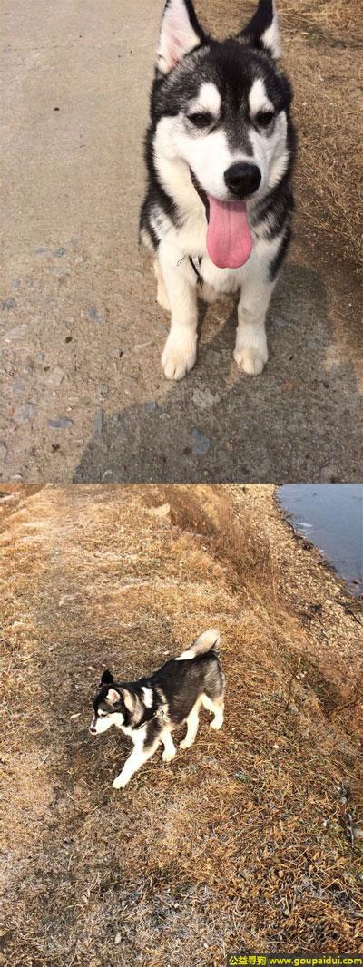 武汉找狗，北省武汉市滠口寻狗名叫糕点哈士奇脖子背后的毛有块白色的毛，它是一只非常可爱的宠物狗狗，希望它早日回家，不要变成流浪狗。