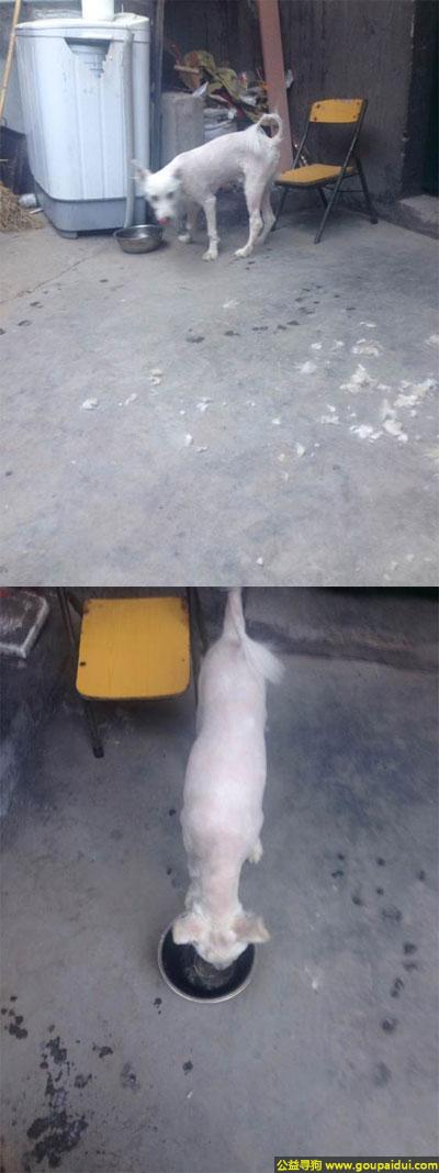 【焦作找狗】，南省焦作市温县寻狗体育场附近丢失萨摩耶，它是一只非常可爱的宠物狗狗，希望它早日回家，不要变成流浪狗。