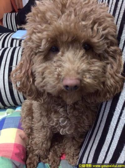 【武威找狗】，肃省武威市凉州区寻狗名叫安妮浅咖色小眼睛母狗，它是一只非常可爱的宠物狗狗，希望它早日回家，不要变成流浪狗。