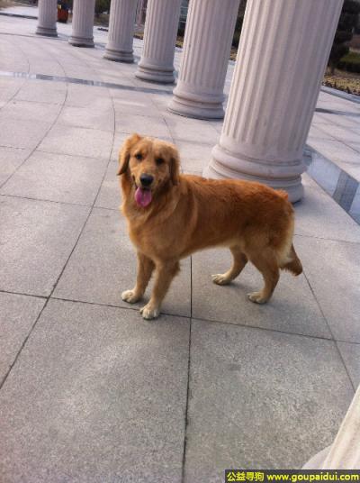 潍坊丢狗，东省潍坊市寻狗汽车总站对面丁家道口附近金毛母狗眼角下发红，它是一只非常可爱的宠物狗狗，希望它早日回家，不要变成流浪狗。