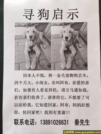 寻找金毛，西省咸阳市彬县寻狗名叫阿布四个月大小金毛母狗，它是一只非常可爱的宠物狗狗，希望它早日回家，不要变成流浪狗。