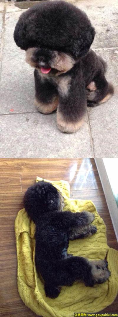 扬州寻狗启示，苏省扬州市邗江区寻狗曙光新苑附近丢失名叫呼呼黑色泰迪，它是一只非常可爱的宠物狗狗，希望它早日回家，不要变成流浪狗。