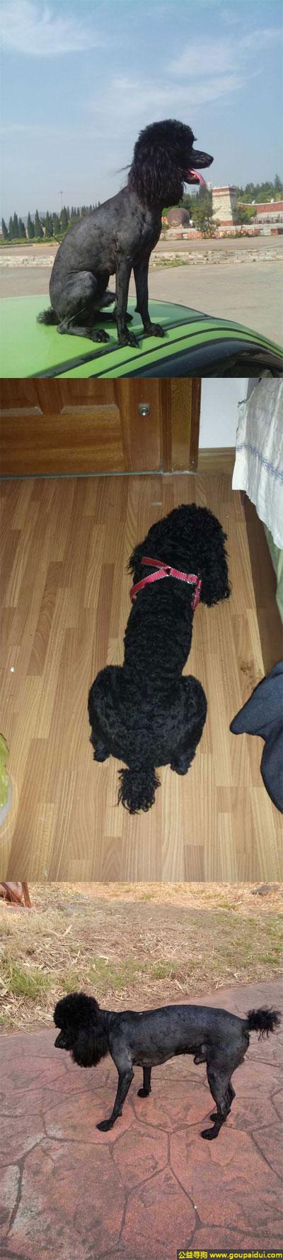寻找泰迪，南省楚雄市寻狗太阳历大道走失1岁半雄性黑色泰迪体重7公斤，它是一只非常可爱的宠物狗狗，希望它早日回家，不要变成流浪狗。