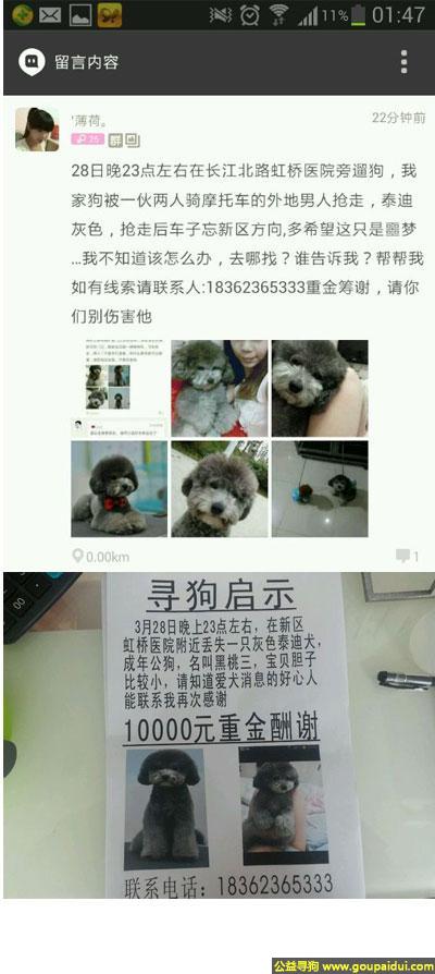 【无锡找狗】，苏省无锡市新区寻狗虹桥医院附近丢失名叫黑桃三灰色泰迪，它是一只非常可爱的宠物狗狗，希望它早日回家，不要变成流浪狗。