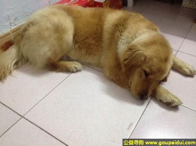 渭南寻狗，西省渭南市潼关县寻狗前进农家乐丢失爱犬，它是一只非常可爱的宠物狗狗，希望它早日回家，不要变成流浪狗。