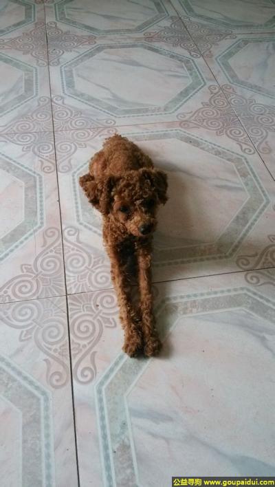 捡到泰迪，北省邢台市新河县寻狗迎宾街丢失泰迪狗狗，它是一只非常可爱的宠物狗狗，希望它早日回家，不要变成流浪狗。