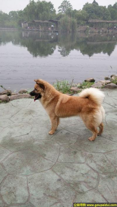 上海找狗，海市浦东新区周浦镇寻狗逸亭佳苑周东路丢失，它是一只非常可爱的宠物狗狗，希望它早日回家，不要变成流浪狗。