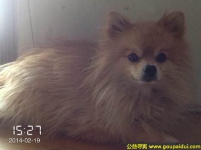找狗，津市西青区杨柳青镇寻狗世纪新苑附近丢失，它是一只非常可爱的宠物狗狗，希望它早日回家，不要变成流浪狗。