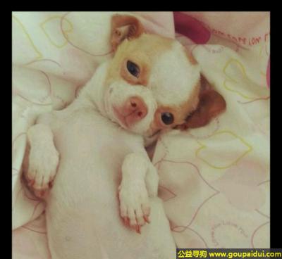【庆阳找狗】，肃省庆阳市西峰区寻找狗西大街电力公司小区丢失黄白吉娃娃，它是一只非常可爱的宠物狗狗，希望它早日回家，不要变成流浪狗。