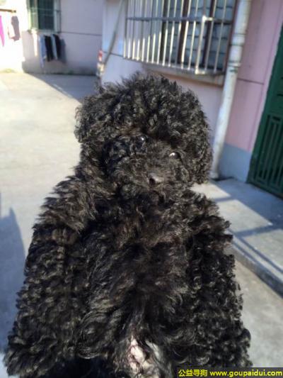 上海找狗，海市寻找狗塘桥附近丢失，它是一只非常可爱的宠物狗狗，希望它早日回家，不要变成流浪狗。