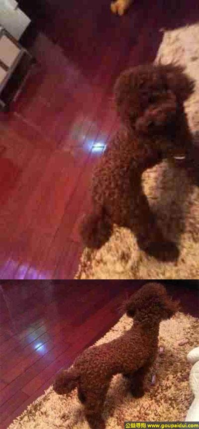齐齐哈尔寻狗启示，龙江省齐齐哈尔寻找狗浏园安居小区走失名叫球球棕色卷毛公狗，它是一只非常可爱的宠物狗狗，希望它早日回家，不要变成流浪狗。