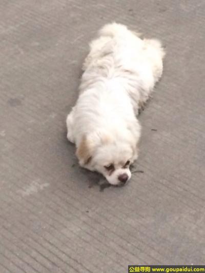 深圳找狗，东省深圳市南山区北环大道辅路发现一只流浪狗，它是一只非常可爱的宠物狗狗，希望它早日回家，不要变成流浪狗。
