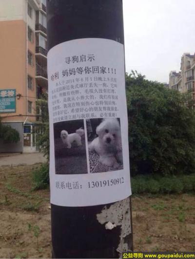 吉林寻狗，林省吉林市寻狗名叫哈利白色稍微有些胖，它是一只非常可爱的宠物狗狗，希望它早日回家，不要变成流浪狗。