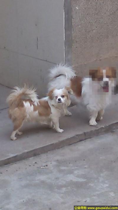 【株洲找狗】，南省醴陵市寻狗一只怀孕的大肚子丝毛狗，它是一只非常可爱的宠物狗狗，希望它早日回家，不要变成流浪狗。