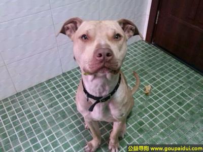 广安找狗，川省广安市邻水县寻狗名叫瘦猴，它是一只非常可爱的宠物狗狗，希望它早日回家，不要变成流浪狗。