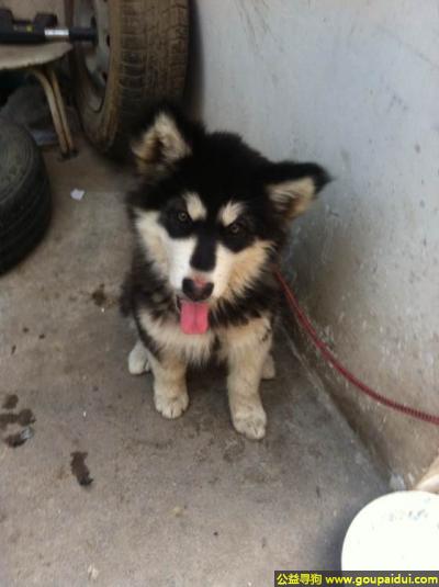 寻找阿拉斯加，南省荥阳市寻狗广武路车站丢失三个月的阿拉斯加，它是一只非常可爱的宠物狗狗，希望它早日回家，不要变成流浪狗。